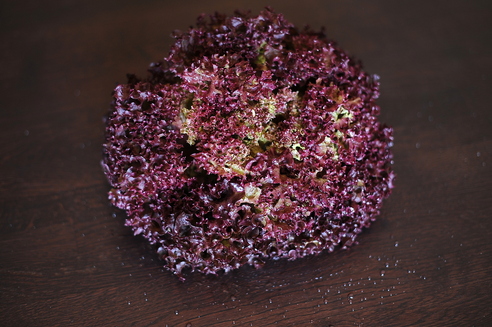Lollo Rosso 1