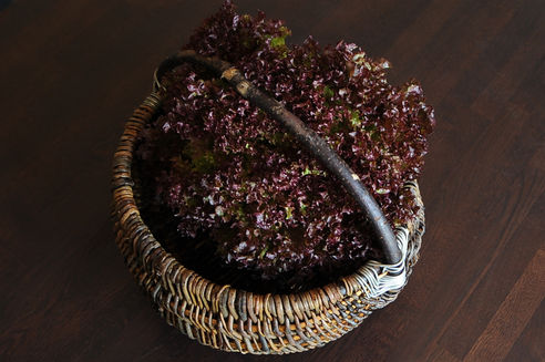 Lollo Rosso 3